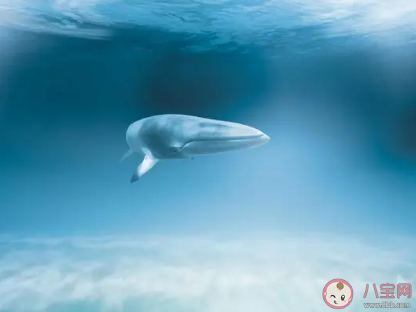 蓝鲸是用什么过滤食物的 神奇海洋6月8日答案