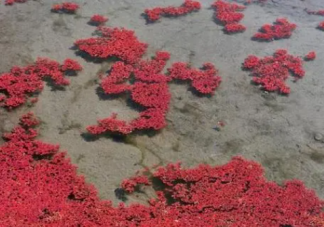 在自然界中满江红其实是一种 蚂蚁庄园6月13日答案介绍