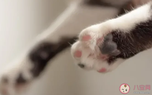 为什么猫爪总是白色 猫咪肉垫为什么颜色不一样