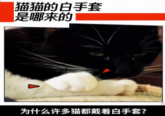 为什么猫爪总是白色 猫咪肉垫为什么颜色不一样