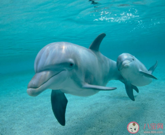 海豚可以用什么方式找到食物 神奇海洋6月14日答案