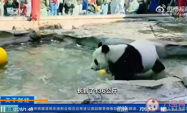 两只旅俄大熊猫体重和人气齐升 为什么要把熊猫租给外国