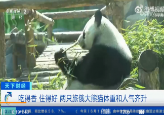 两只旅俄大熊猫体重和人气齐升 为什么要把熊猫租给外国