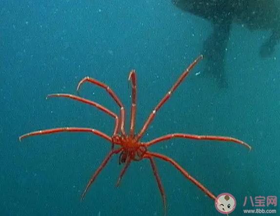 海蜘蛛的主要食物是什么 神奇海洋6月21日答案