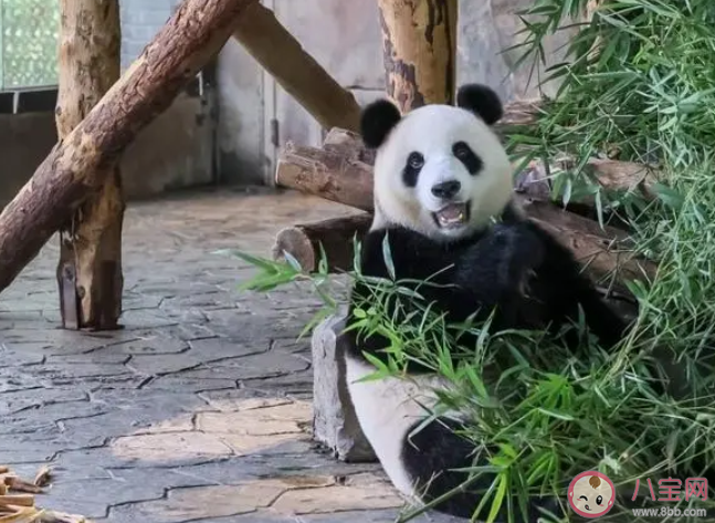 大熊猫为何很怕热 多少度对大熊猫来说算热