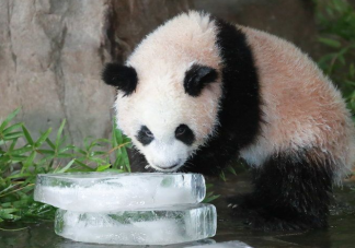 大熊猫为什么很怕热 多少度对大熊猫来说算热