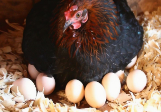 母鸡下蛋会疼吗 鸡为什么能每天都下蛋