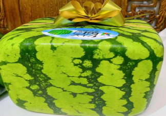 日本卖不能吃的方形西瓜1个500元 方形西瓜是怎么种出来的