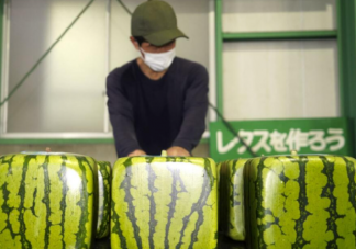 日本开售方形西瓜每只500元 西瓜只能观赏不能吃值得吗