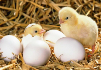 男子鸡蛋放家没吃孵出俩小鸡 鸡蛋能自动孵出小鸡吗