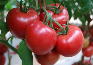印度西红柿价格比汽油还贵是真的吗 西红柿吃了有什么好处