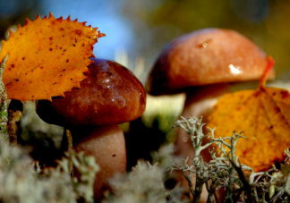 蘑菇是怎么繁殖的 蘑菇喜欢生长在哪里
