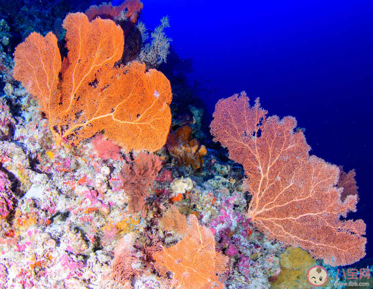 哪种生物被称作海洋考古记录仪 神奇海洋7月10日答案