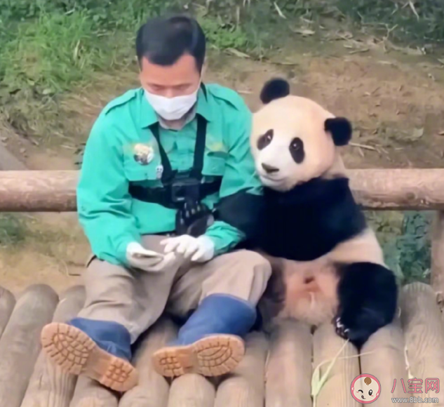 上万韩国人竞聘和大熊猫相关岗位 成为大熊猫饲养员要满足哪些条件