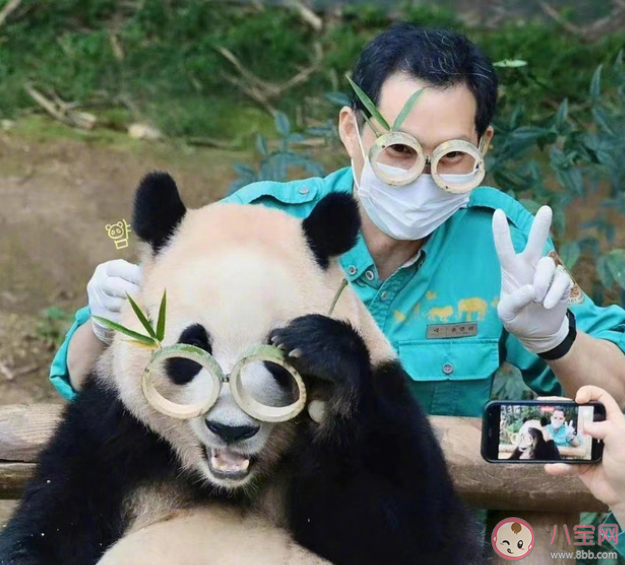 上万韩国人竞聘和大熊猫相关岗位 成为大熊猫饲养员要满足哪些条件