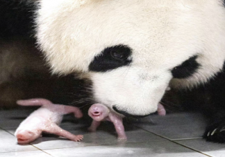 旅韩大熊猫爱宝诞下双胞胎是真的吗 大熊猫生双胎的几率有多大