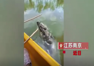 南京一动物园推出钓鳄鱼项目 扬子鳄的危险系数很小吗