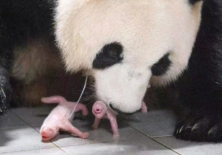 熊猫有五成概率生双胞胎吗 为什么熊猫刚出生那么小