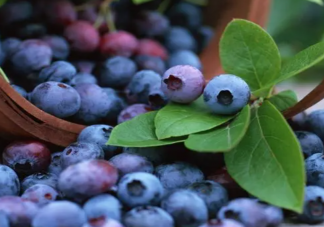 多吃蓝莓有什么好处 蓝莓是什么季节吃的