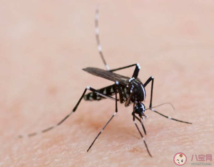 孕妇如何防止蚊子叮咬 蚊子喜欢叮孕妇