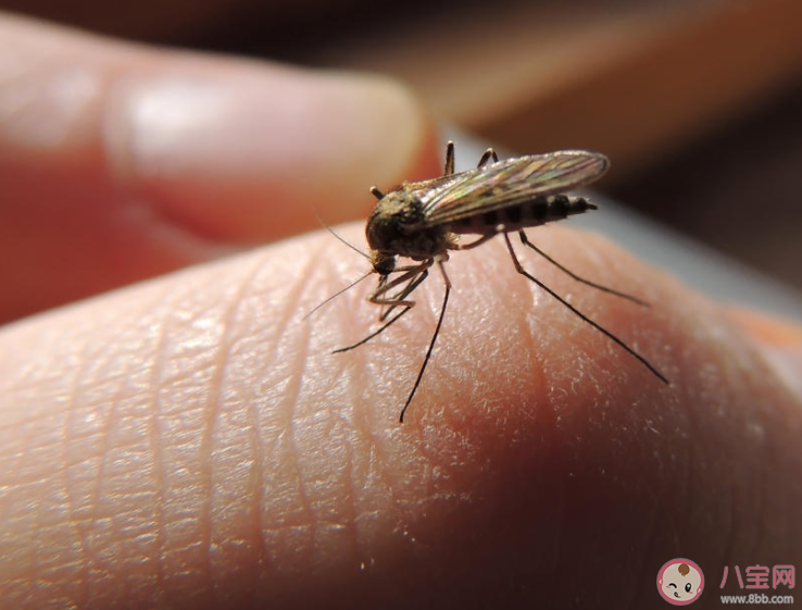 孕妇如何防止蚊子叮咬 蚊子喜欢叮孕妇
