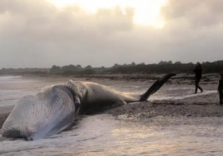 超50头鲸鱼在苏格兰海滩搁浅 鲸鱼为什么会集体搁浅