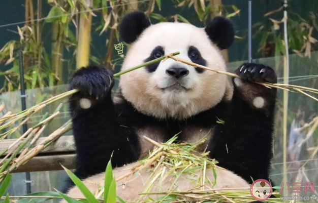 韩国熊猫热升温是怎么回事 大熊猫福宝什么时候回国