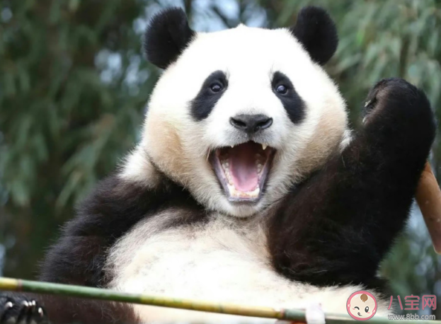 韩国熊猫热升温是怎么回事 大熊猫福宝什么时候回国