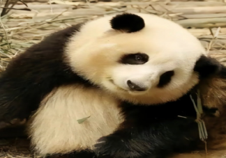 花花被游客喊胖子愣了1秒钟 熊猫能听懂人说的话吗