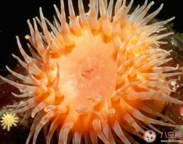 猜一猜以下哪种海洋动物的寿命更长 神奇海洋7月21日答案