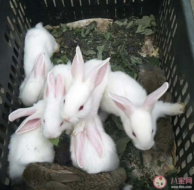 兔子有两个独立的子宫吗 兔子的繁殖期是什么时候