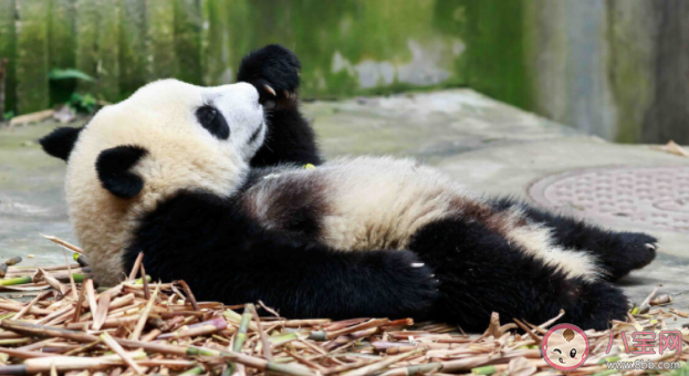 大熊猫只吃竹子吗 大熊猫打不打疫苗