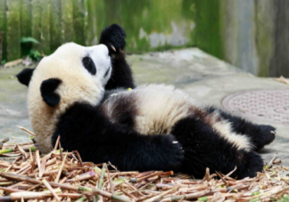 大熊猫只吃竹子吗 大熊猫打不打疫苗