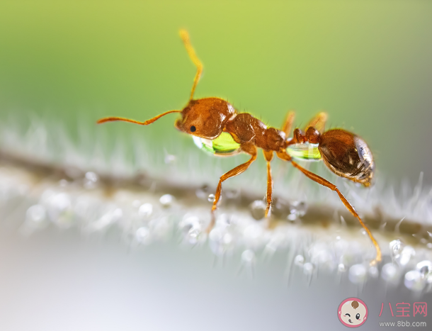 白蚁不属于蚂蚁吗 关于蚂蚁的一些知识介绍