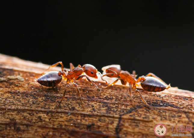 白蚁不属于蚂蚁吗 关于蚂蚁的一些知识介绍