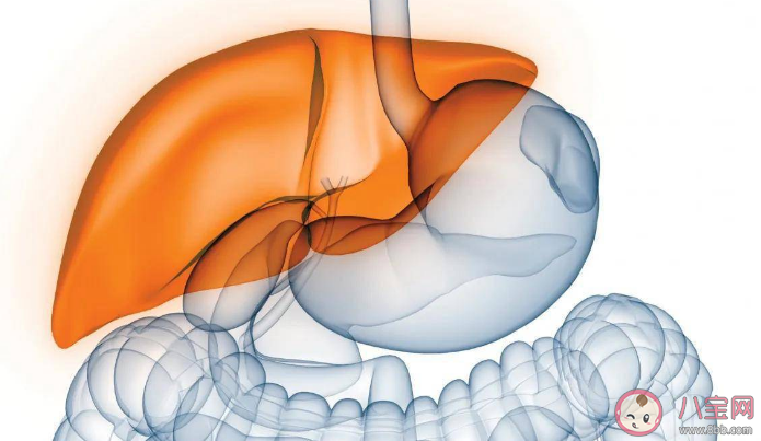 脂肪肝会变肝癌吗 关于脂肪肝的常见误区介绍