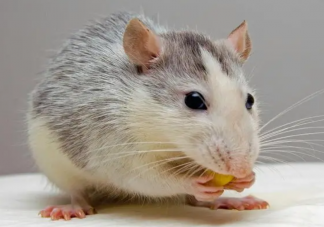 被老鼠咬了要怎么办 被老鼠咬了要打疫苗吗
