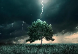 一棵树被雷连劈13次是怎么回事 树为什么会被雷劈