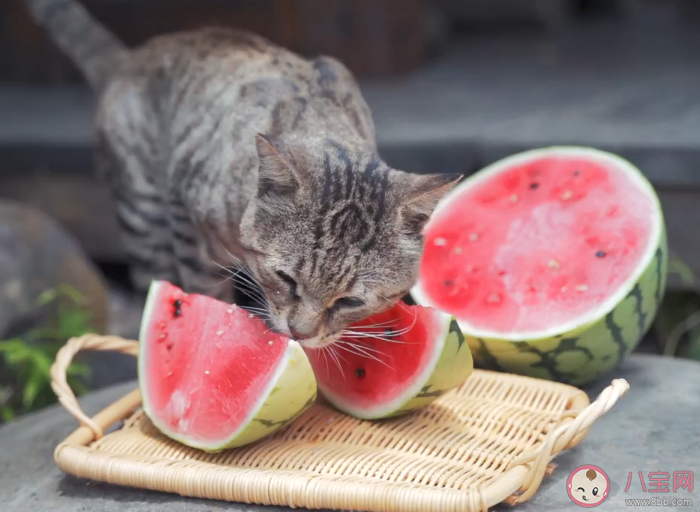 猫咪能吃西瓜吗 猫咪哪些水果不能吃