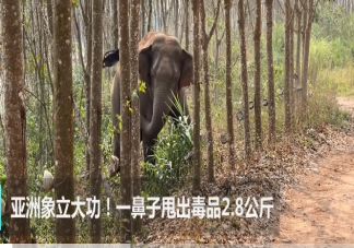 亚洲象一鼻子甩出毒品2.8公斤 大象的鼻子有多灵敏