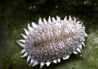 大洋臀纹粉蚧是什么虫 大洋臀纹粉蚧有什么危害