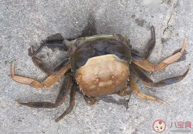 螃蟹为什么会进行脱壳 神奇海洋8月25日答案介绍