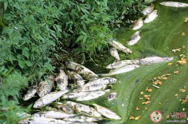 徐州一湖水质呈绿色出现死鱼 湖水为什么会变绿