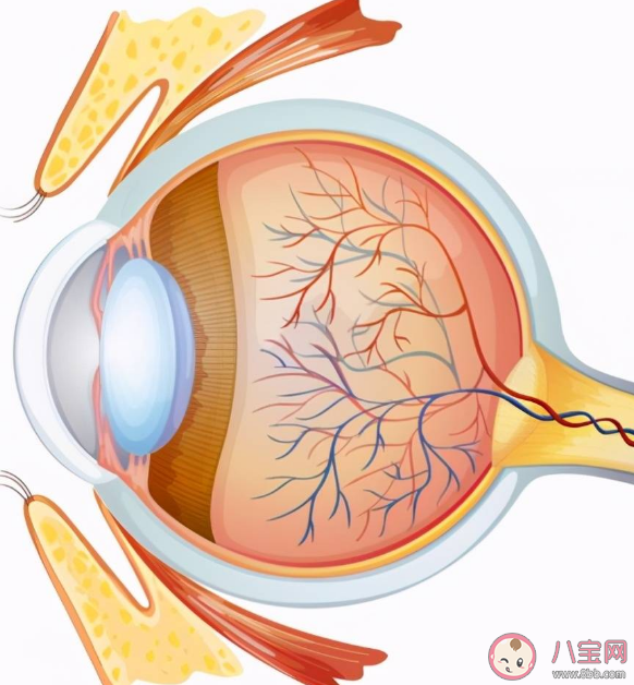 视网膜脱离早发现早治疗 揉眼睛会导致视网膜脱离吗