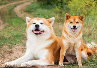 秋田犬和柴犬的区别是什么 秋田和柴犬为什么长得像