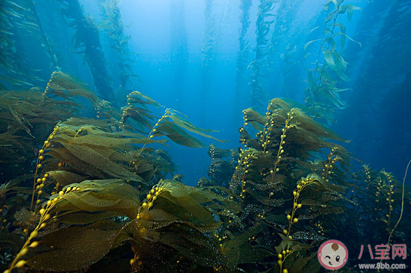 世界上最大的藻类植物是什么 神奇海洋9月22日答案