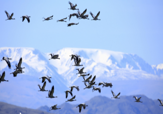 近1000只鸟集体撞向一栋大楼后死亡 鸟类迁徙是如何确定方向的
