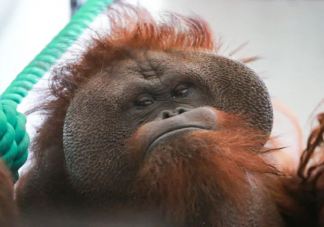 上海动物园45岁猩猩森泰离世 猩猩最多能活到多少岁