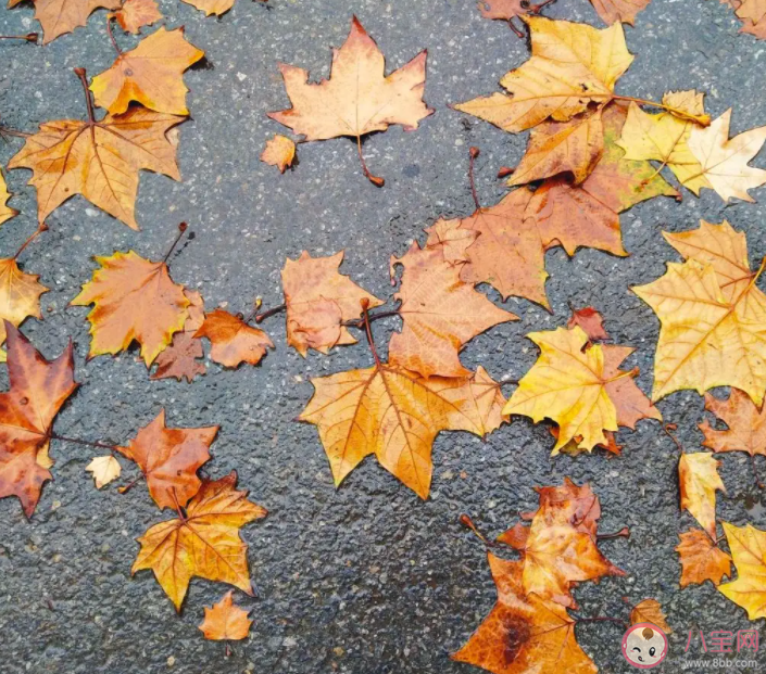 树木到了秋季落叶是和叶子的哪种特点有关 蚂蚁庄园10月18日答案