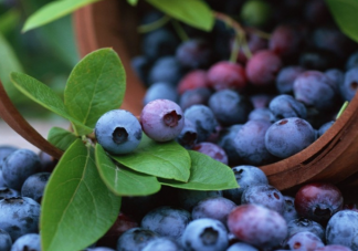 每天给孩子吃一盒蓝莓视力真的会变好吗 吃蓝莓有助于缓解甲状腺问题吗